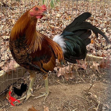 Spanish <strong>Gamefowl</strong>. . Gamefowl for sale 2021